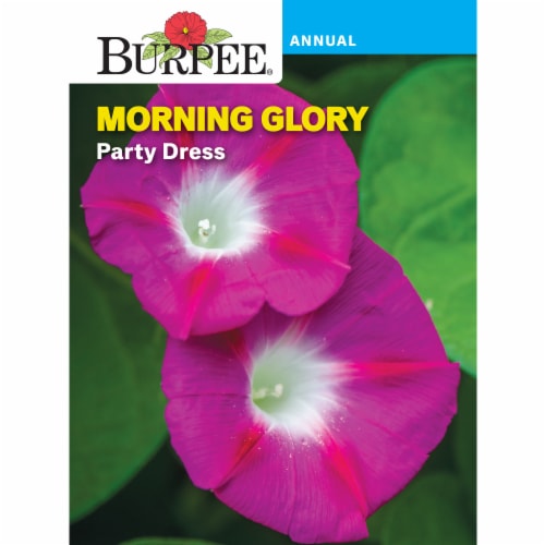 Burpee® Morning Glory Party Dress Seeds Perspective: front