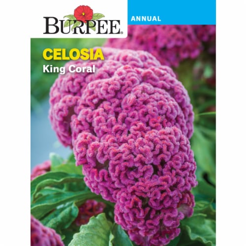 Burpee® Celosia King Coral Seed Packet Perspective: front