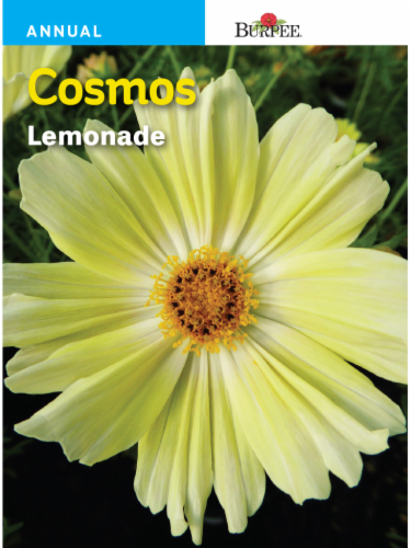 Burpee Cosmos Lemonade Seeds Perspective: front