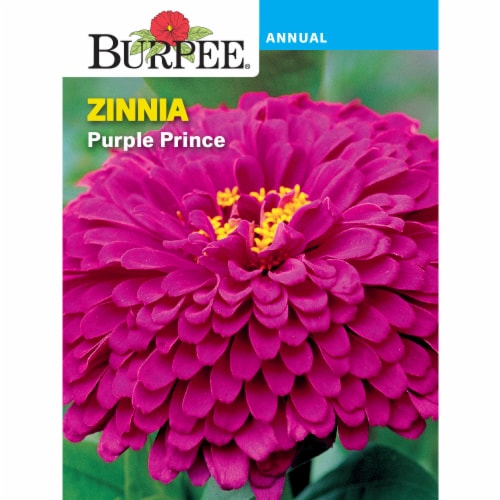 Burpee® Zinnia Purple Prince Seeds Perspective: front