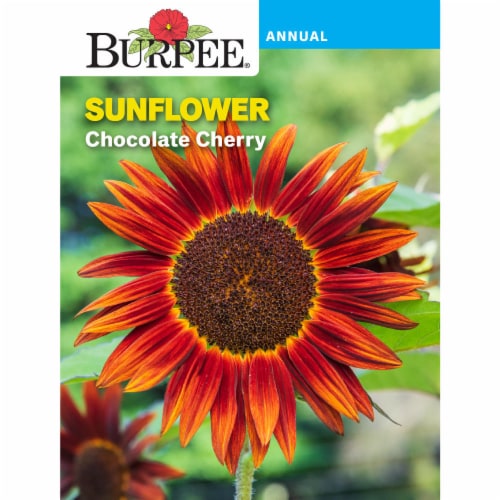 Burpee® Chocolate Cherry Sunflower Seeds Perspective: front
