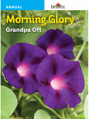 Burpee Morning Glory Grandpa Ott Seeds Perspective: front