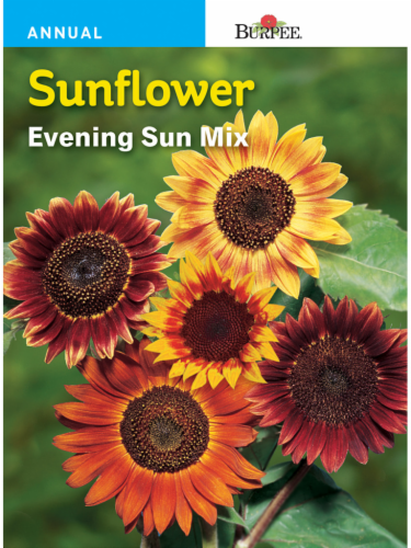 Burpee® Sunflower Evening Sun Mix Seeds Perspective: front
