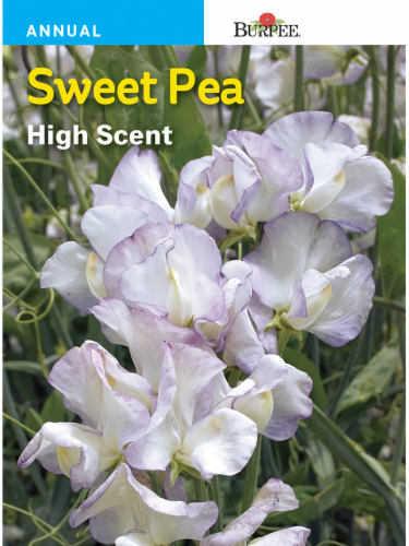 Burpee Sweet Pea High Scent Seeds Perspective: front