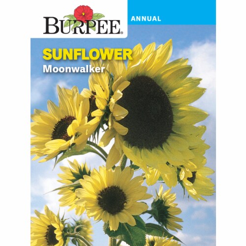 Burpee Moonwalker Sunflower Seeds Perspective: front