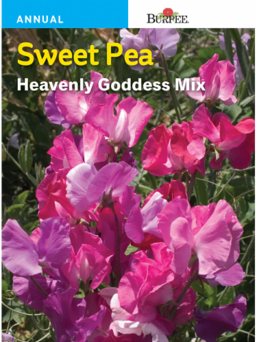 Burpee® Sweet Pea Heavenly Goddess Mix Seeds Perspective: front