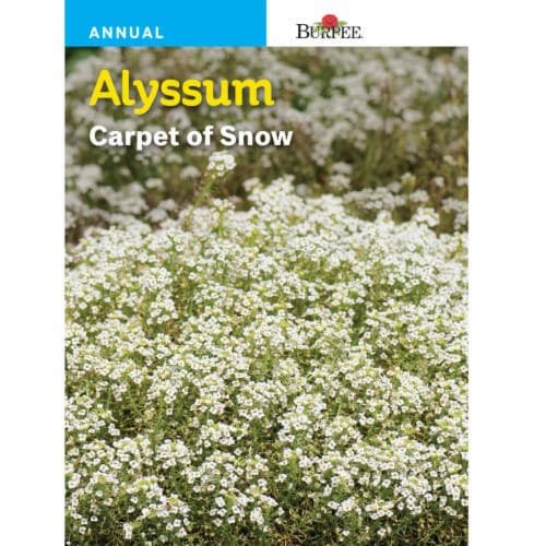Burpee® Alyssum Carpet of Snow Seeds Perspective: front