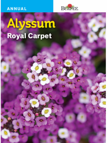 Burpee® Alyssum Royal Carpet Seeds Perspective: front