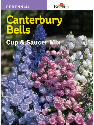 Burpee® Canterbury Bells Cup and Saucer Mix Seeds Perspective: front