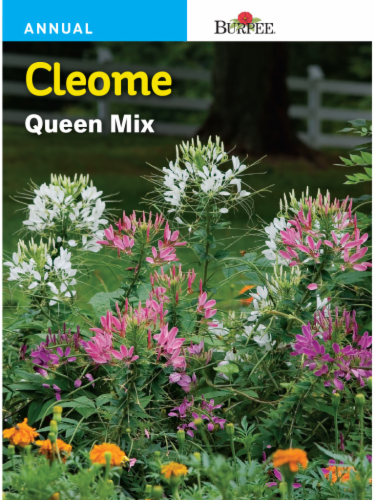 Burpee® Cleome Queen Mix Perspective: front