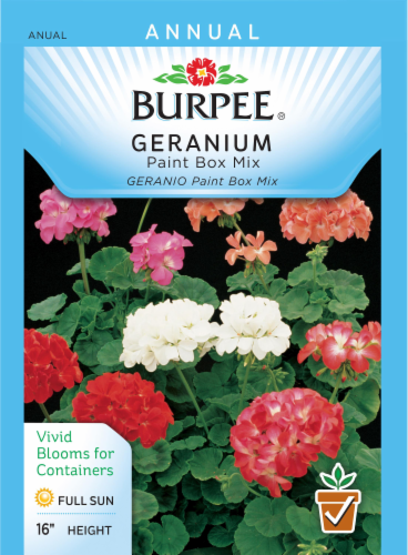 Paintbox in Geranium Paintbox in Geranium