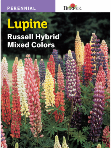 Burpee® Russell Hybrid Mixed Colors Lupine Seeds Perspective: front