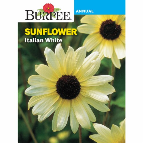 Burpee® Italian White Sunflower Seeds Perspective: front