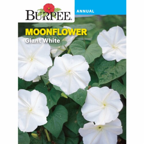 Burpee® Giant White Moonflower Seeds Perspective: front
