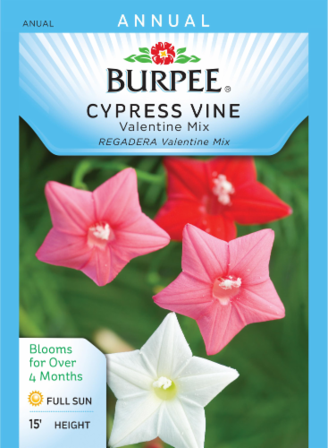 Burpee Valentine Mix Cypress Vine Seeds Perspective: front