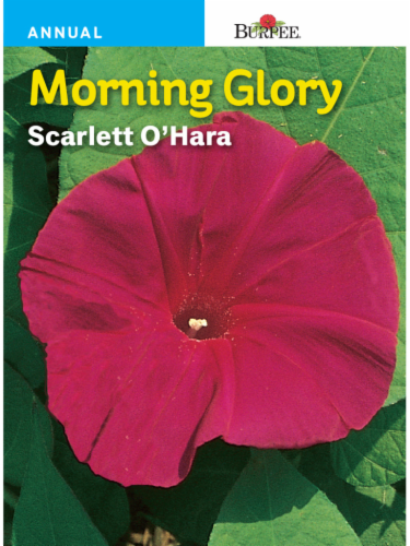 Burpee Morning Glory Scarlett O' Hara Seeds Perspective: front