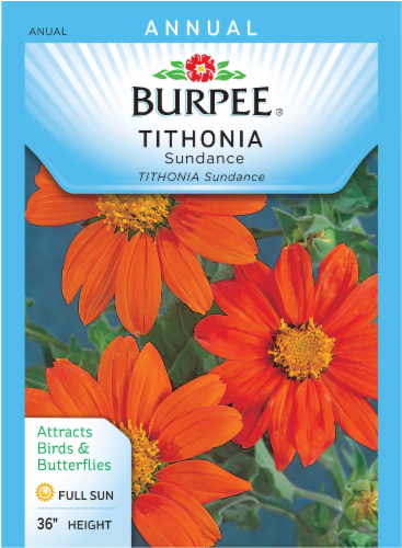 Burpee Sundance Tithonia Seeds Perspective: front