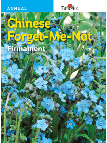 Burpee® Chinese Forget-Me-Not Firmament Seeds Perspective: front