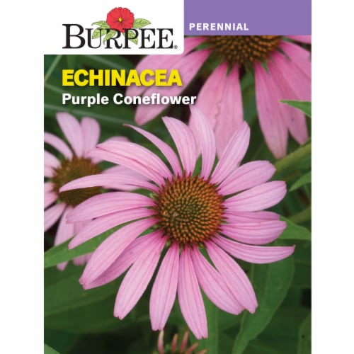 Burpee® Purple Coneflower Echinacea Seeds Perspective: front