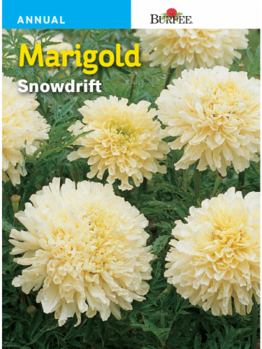Burpee Snowdrift Marigold Seeds Perspective: front