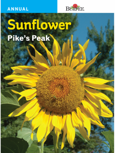 Burpee® Pike's Peak Sunflower Seeds - Yellow Perspective: front