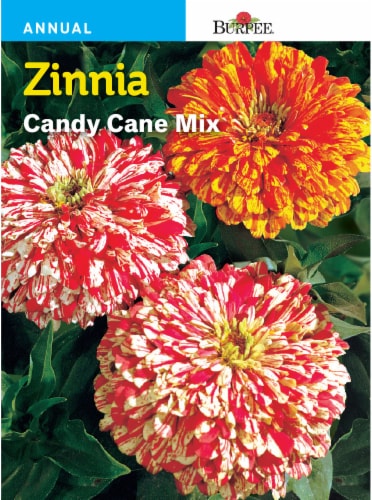 Burpee® Zinnia Candy Cane Seeds Mix Perspective: front