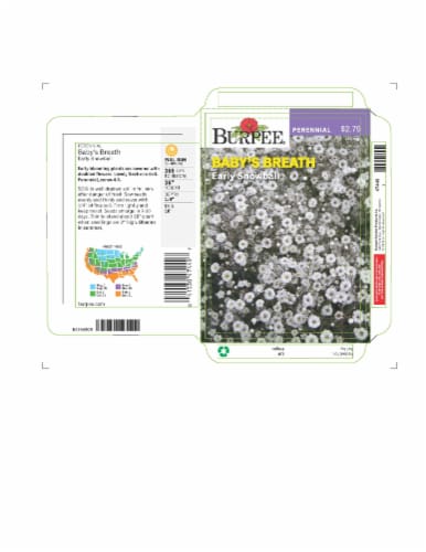 Burpee® Parennial Early Snowball Baby's Breath Seeds Perspective: front