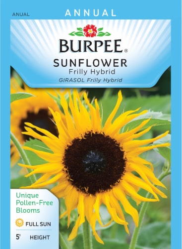 Burpee Frilly Hybrid Sunflower Seeds Perspective: front