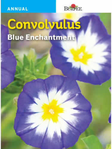 Burpee Convolvulus Blue Enchantment Seeds Perspective: front