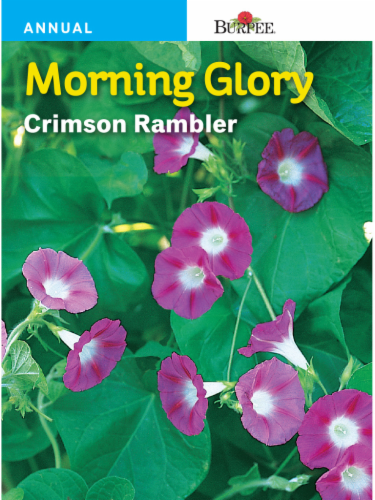 Burpee® Crimson Rambler Morning Glory Seeds Perspective: front