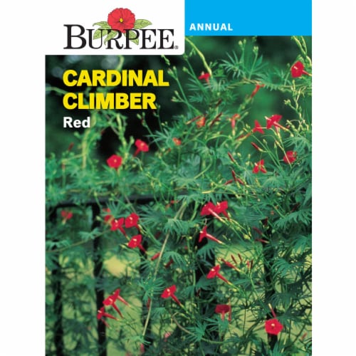 Burpee® Cardinal Climber Red Seeds Perspective: front