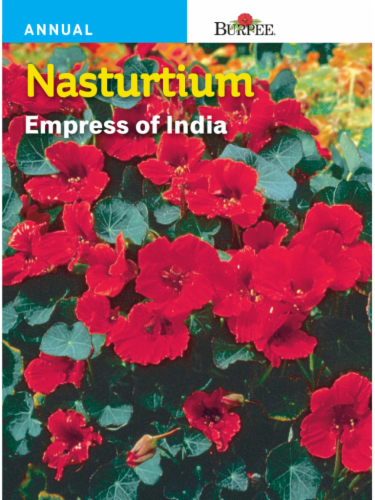 Burpee Nasturtium Empress of India Seeds - Red Perspective: front