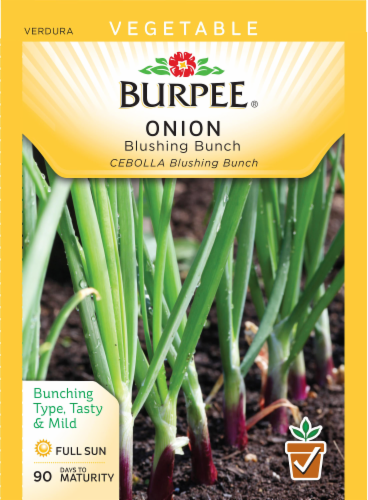 Burpee® Blushing Bunch Onion Seeds Perspective: front