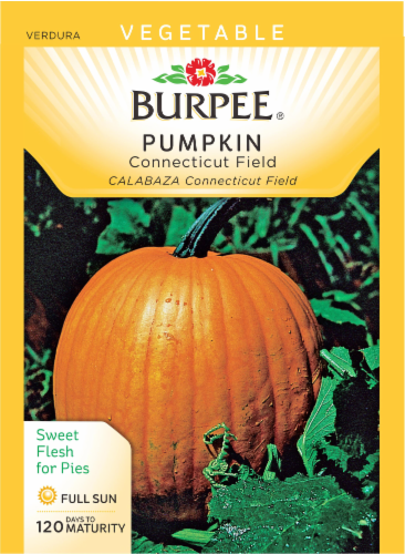 Burpee Connecticut Field Pumpkin Seeds - Orange Perspective: front