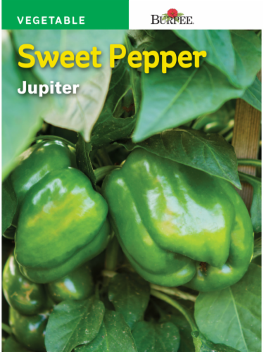 Burpee Jupiter Sweet Pepper Seeds - Green Perspective: front