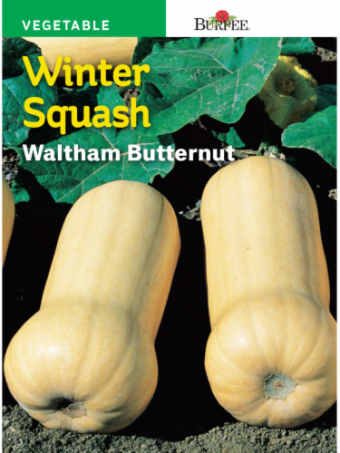 Burpee® Waltham Winter Butternut Squash Seeds Perspective: front