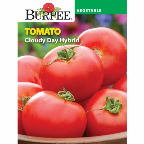 Burpee Cloudy Day Hybrid Tomato Seeds Perspective: front