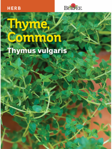Burpee® Common Thyme Seeds Perspective: front