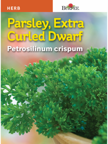 Burpee Extra Curly Dwarf Parsley Seeds Perspective: front