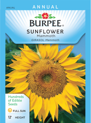 Burpee Mammoth Sunflower Seeds Perspective: front