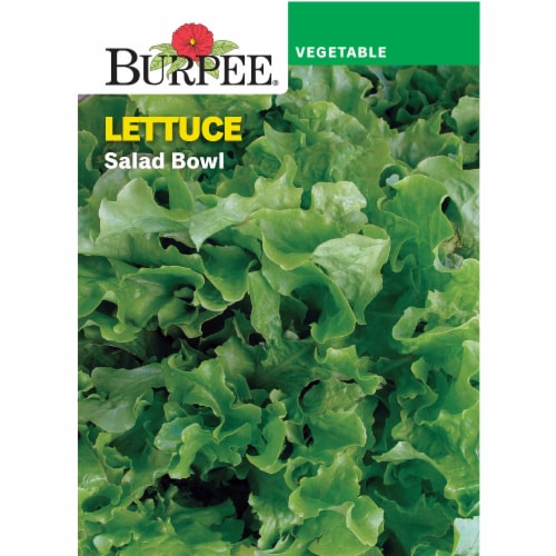 Burpee® Salad Bowl Leaf Lettuce Seeds Perspective: front