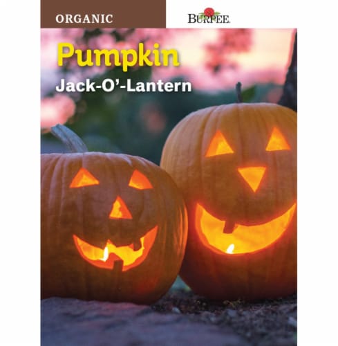 Burpee Jack O Lantern Organic Pumpkin Seeds - Orange Perspective: front