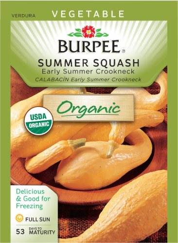 Burpee Organic Early Summer Crookneck Squash Seeds Perspective: front