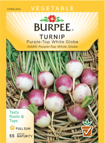 Burpee Purple Top White Globe Turnip Seeds Perspective: front