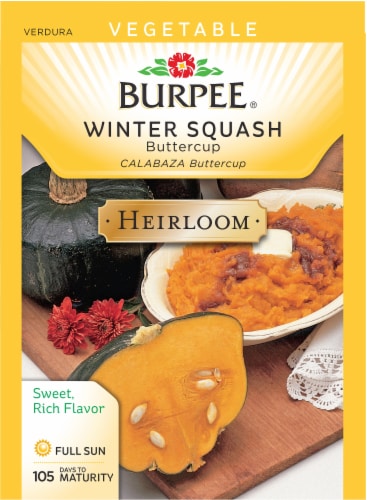 Burpee Heirloom Buttercup Winter Squash Seeds Perspective: front