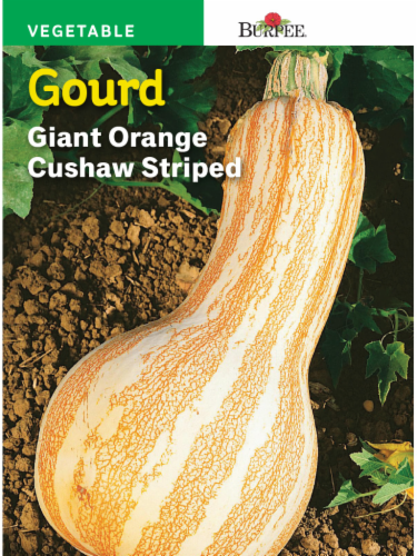 Burpee Giant Cushaw Striped Gourd Seeds - Orange Perspective: front