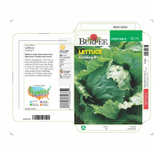 Burpee Heirloom Iceberg Lettuce Seeds Perspective: front