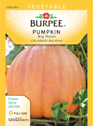 Burpee Big Moon Pumpkin Seeds Perspective: front