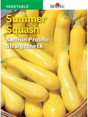 Burpee Saffron Summer Squash Seeds - Saffron Perspective: front