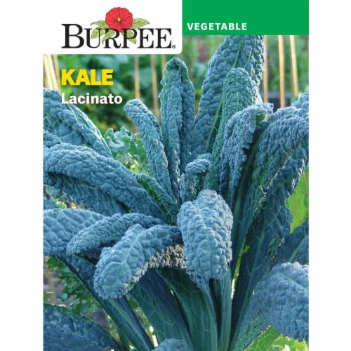 Burpee® Lacinato Kale Perspective: front